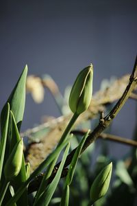 Close-up of fresh green plant against sky