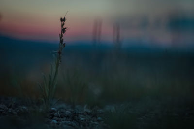 Plants growing on field at sunset