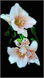 Close-up of pink rose