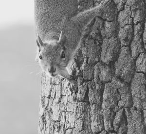 Close-up of squirrel on tree trunk