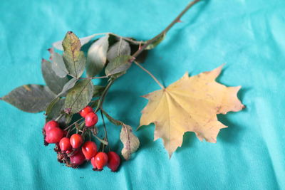 High angle view of fruits on plant