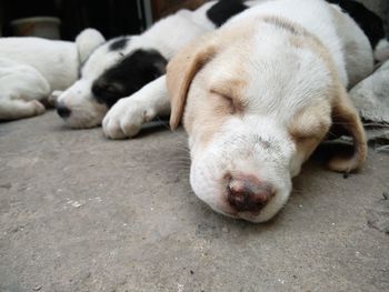 White puppies