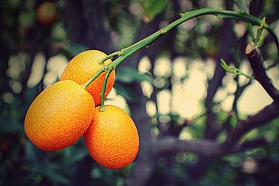 Close-up of kumquats on tree