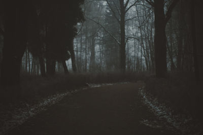 Road amidst trees in forest