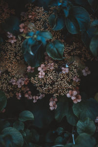 High angle view of flowers on plant