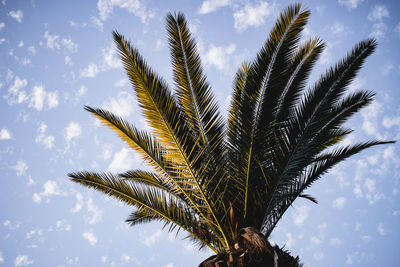 Low angle view of palm tree against sky