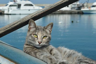 Close-up portrait of cat