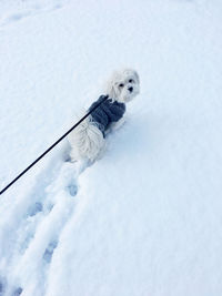 Dog in snow