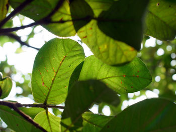 Close-up of fresh green leaves