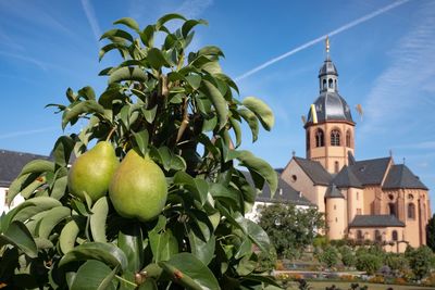 Fruits growing on tree by building against sky