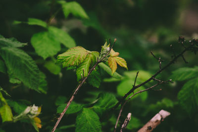 Close-up of fresh green plant