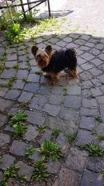 High angle view of dog on footpath