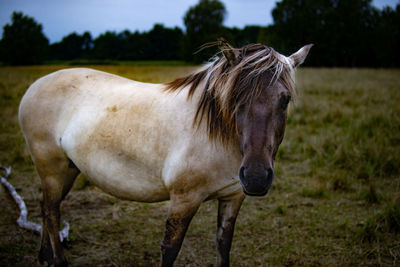 Horse standing in ranch