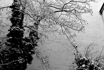 Reflection of bare trees in water