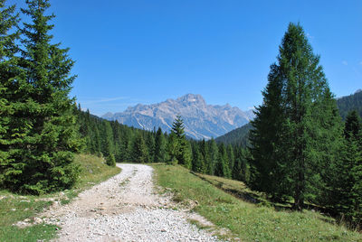 Mountains and forests near falzarego pass in veneto, italy.