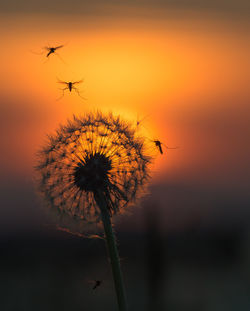 Close-up of mosquitos flying by dandelion against sky during sunset