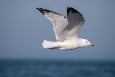 Seagull flying over sea against clear sky