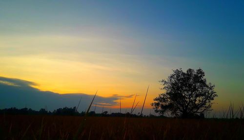 Silhouette trees on field against sky at sunset