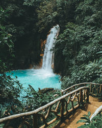 Scenic view of waterfall in forest