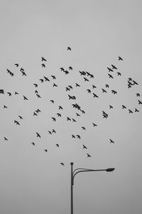 Low angle view of birds flying against clear sky