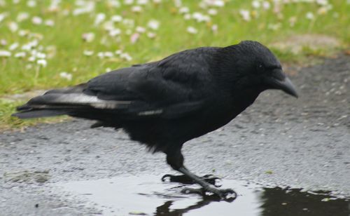 Close-up of black cat