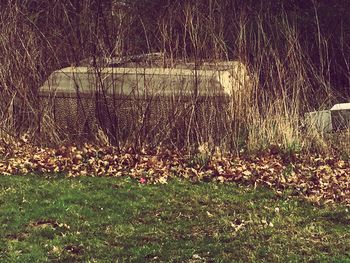 Plants growing on grassy field