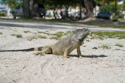 Close-up of lizard on ground