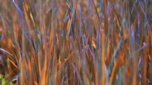 Full frame shot of plants growing on field