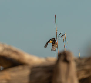 Close-up of a bird flying