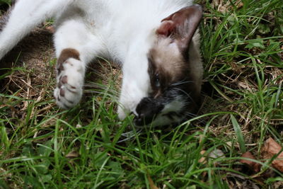 Close-up of cat lying on grass