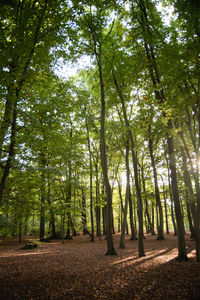 Trees in forest