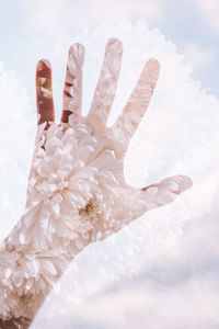Close-up of person hand on white flowering plants against sky