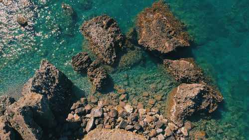 High angle view of coral in sea