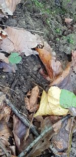 High angle view of dry leaves on field