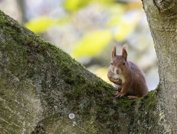 Squirrel on tree trunk