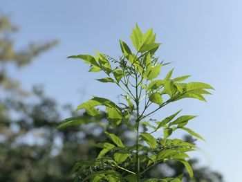 Low angle view of plant against sky