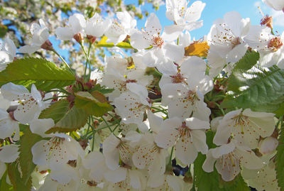 Close-up of white cherry blossoms in spring