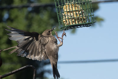 Low angle view of bird flying