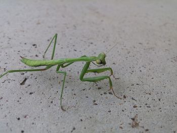 Close-up of insect on leaf