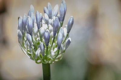 Close-up of flower against blurred background