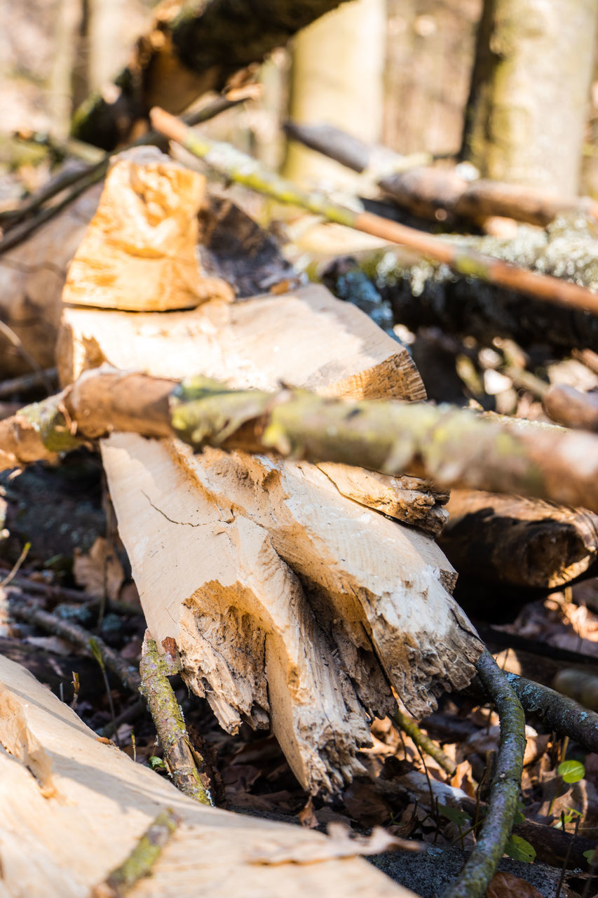 CLOSE-UP OF DRIED LEAVES ON LOG