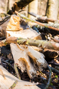 Close-up of dried leaves on wood in field