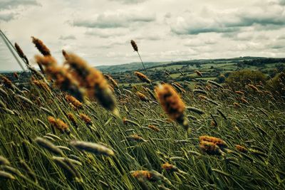 Close-up of grass on field against sky