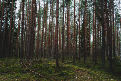 Trees growing in forest