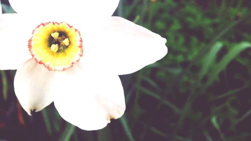 Close-up of white flowers