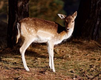 Deer standing on field in forest
