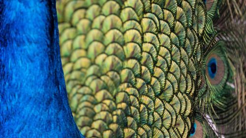 Close-up of peacock