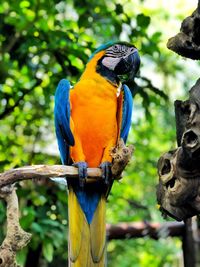 Close-up of parrot perching on branch