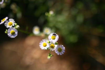 Close-up of white daisy flowers