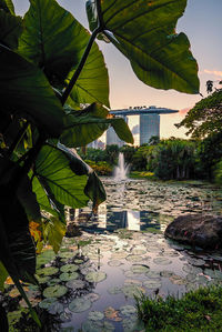 Fountain amidst leaves in lake against sky